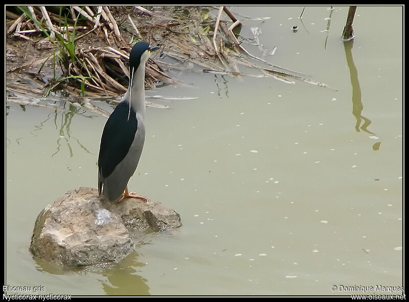 Black-crowned Night Heronadult