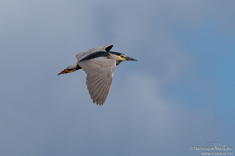 Black-crowned Night Heronadult, Flight