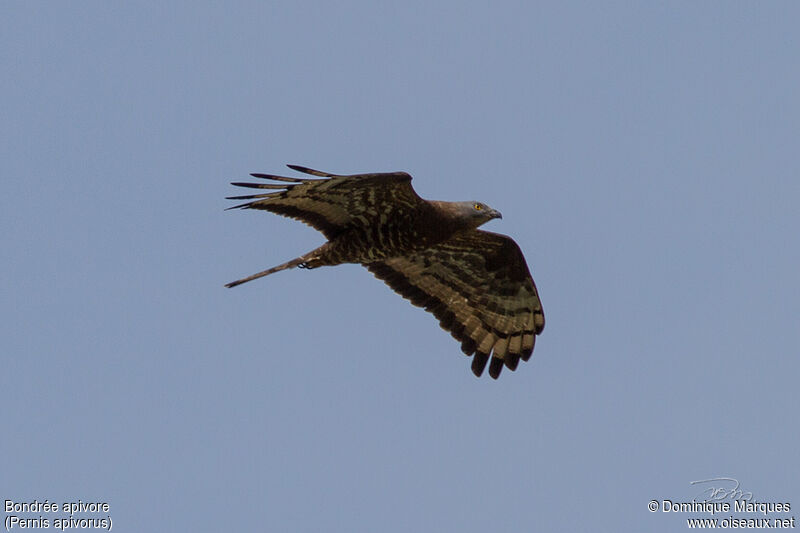 European Honey Buzzardadult transition, moulting, Flight