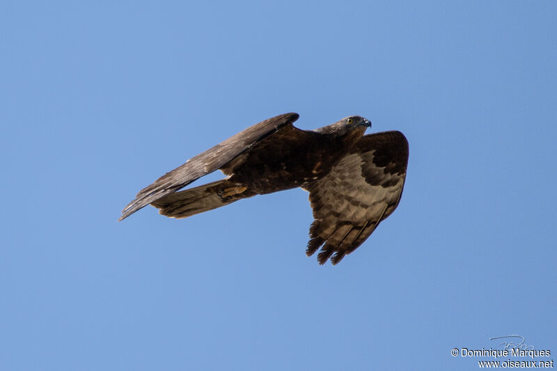 European Honey Buzzard female, identification, Flight