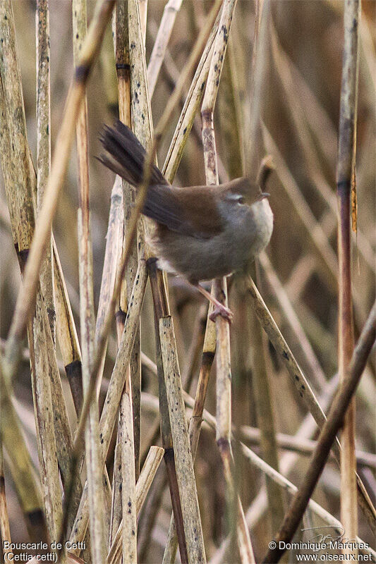 Cetti's Warbleradult, identification