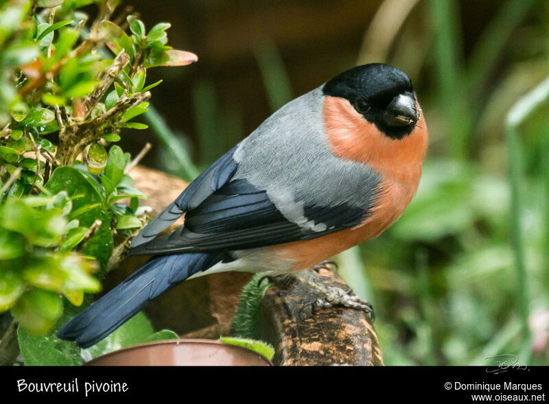 Eurasian Bullfinch male adult, identification