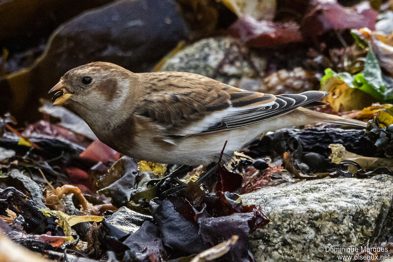 Snow Bunting female adult post breeding, eats, Behaviour