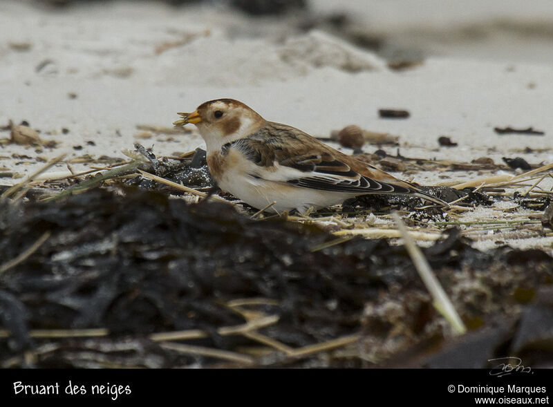 Snow Bunting female adult post breeding, identification, feeding habits