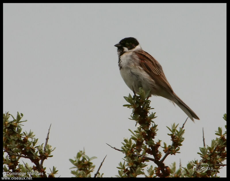 Bruant des roseaux mâle adulte, identification