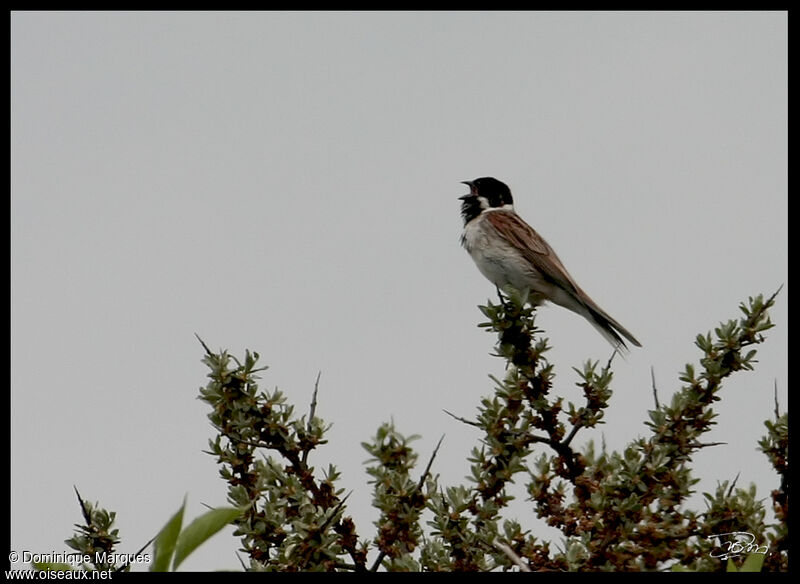 Common Reed Bunting male adult, identification, Behaviour