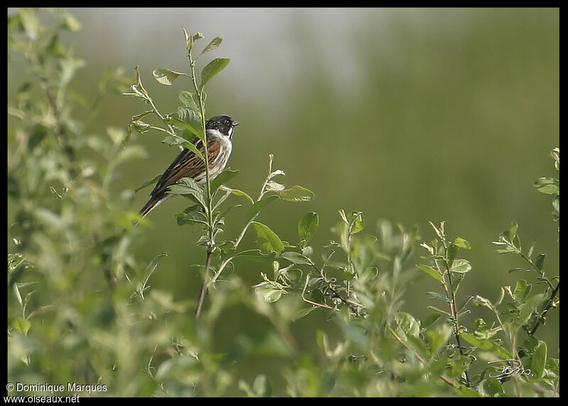 Bruant des roseaux mâle adulte, identification