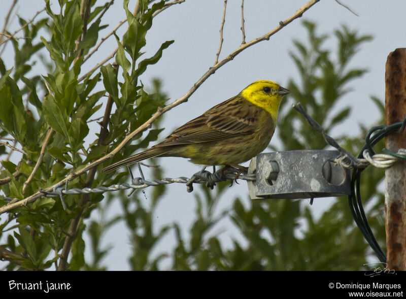 Yellowhammer male adult breeding