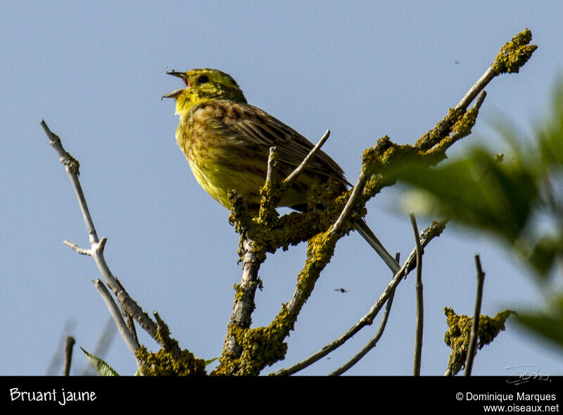 Yellowhammer male adult breeding, song