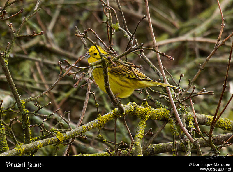 Yellowhammeradult breeding, identification