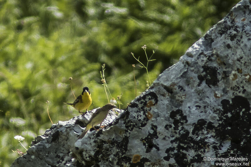 Black-headed Buntingadult