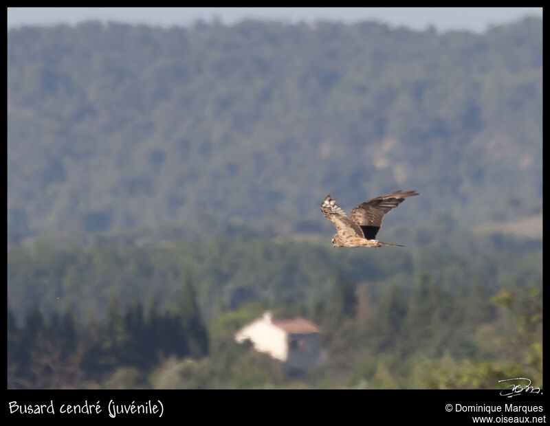 Montagu's Harrierjuvenile, Flight