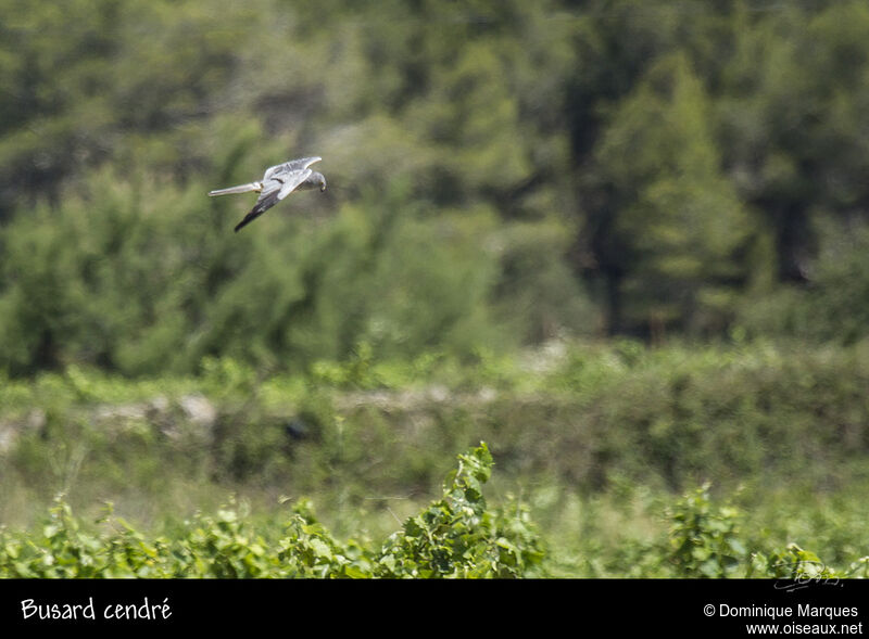 Montagu's Harrier male adult, Flight