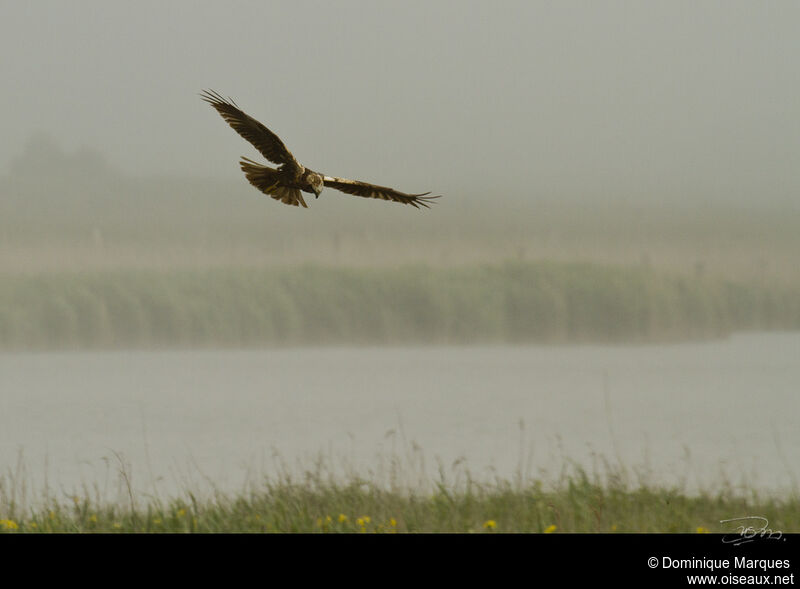 Western Marsh Harrier, identification