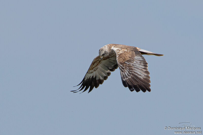 Western Marsh Harrier male subadult, Flight