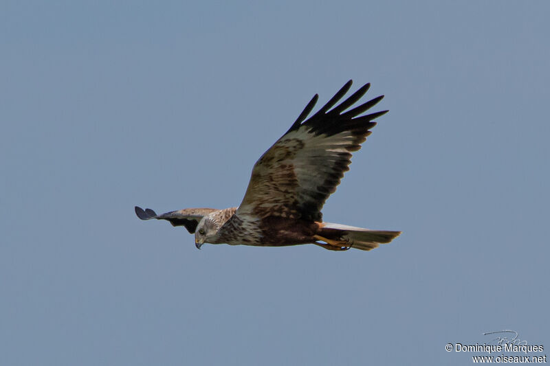 Western Marsh Harrier male subadult, Flight