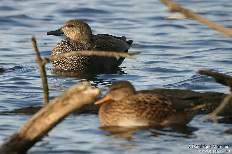 Canard chipeau mâle adulte, identification