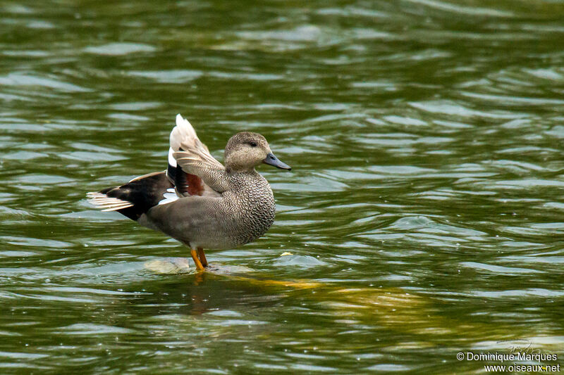 Gadwall male adult breeding, identification