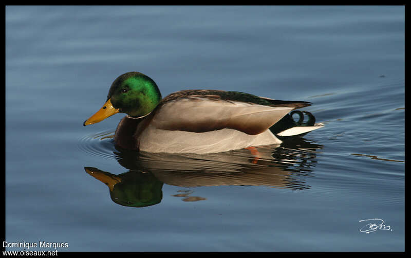 Mallard male adult breeding, identification