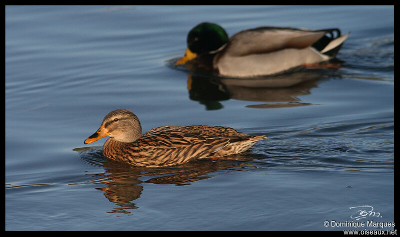 Mallard adult