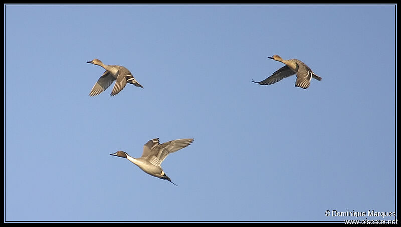 Canard piletadulte, Vol