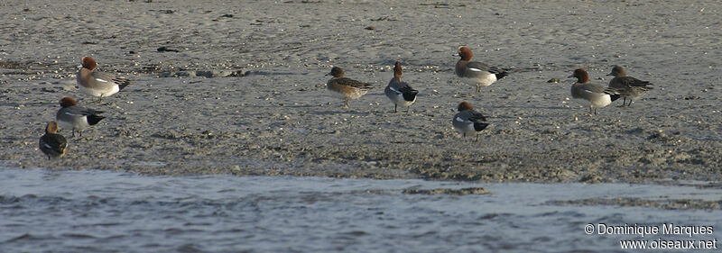 Eurasian Wigeon adult, identification