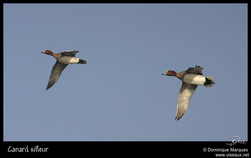 Eurasian Wigeon male adult, Flight