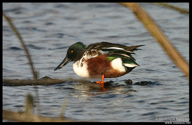 Northern Shoveler male adult, identification