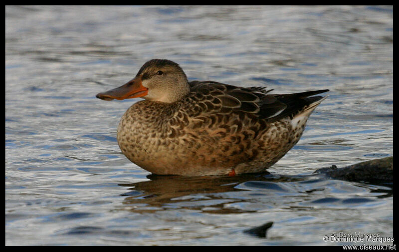 Northern Shoveler female adult, identification