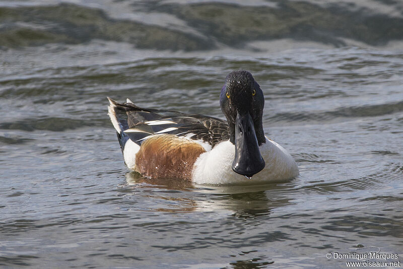 Northern Shoveler male adult, identification