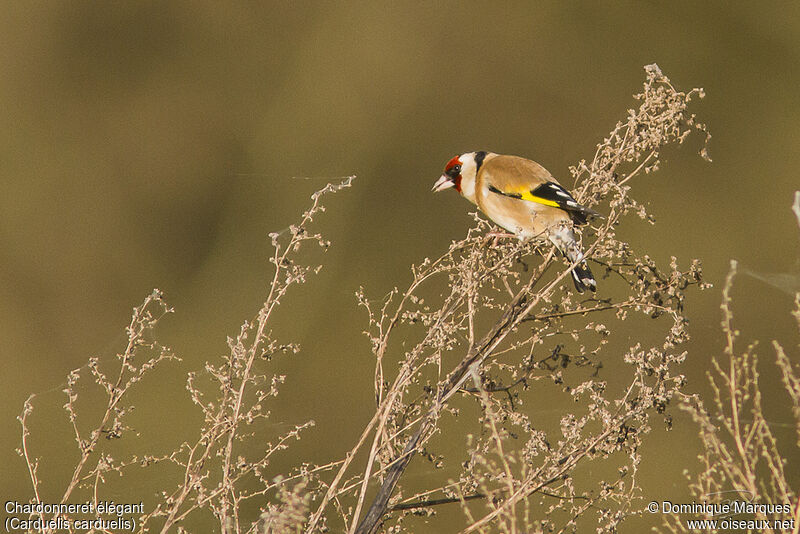 European Goldfinchadult, identification