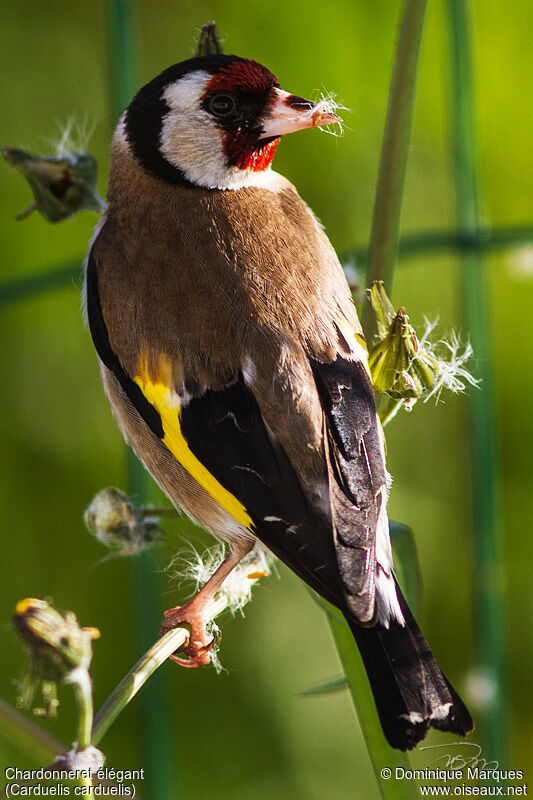 Chardonneret élégantadulte, identification