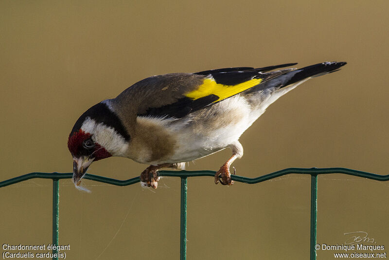 European Goldfinchadult, identification