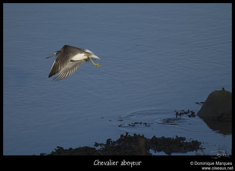 Chevalier aboyeur, Vol