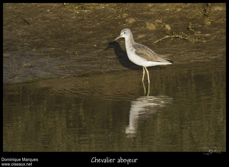 Common Greenshankadult, identification