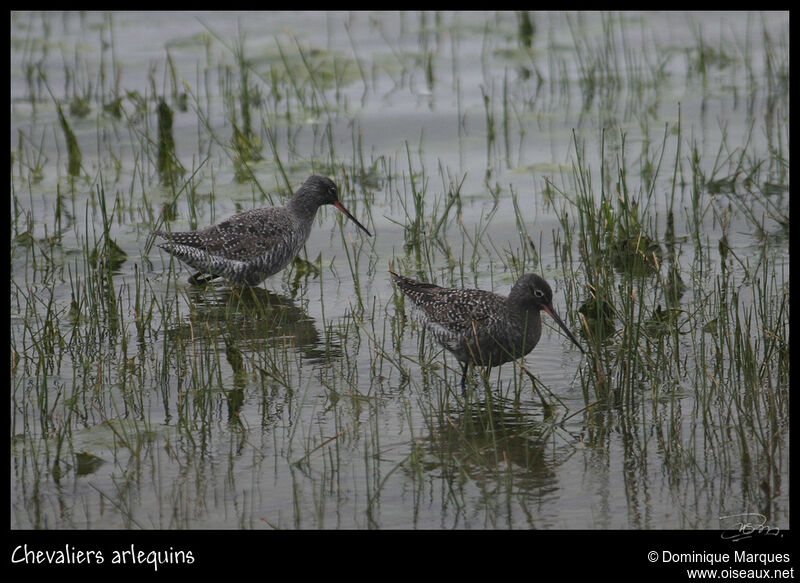 Chevalier arlequinadulte nuptial, identification