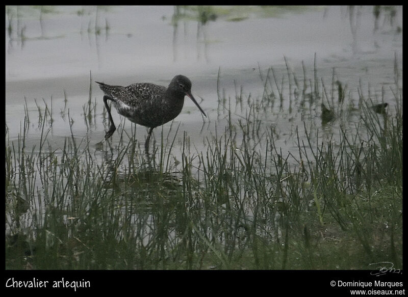 Spotted Redshankadult breeding, identification