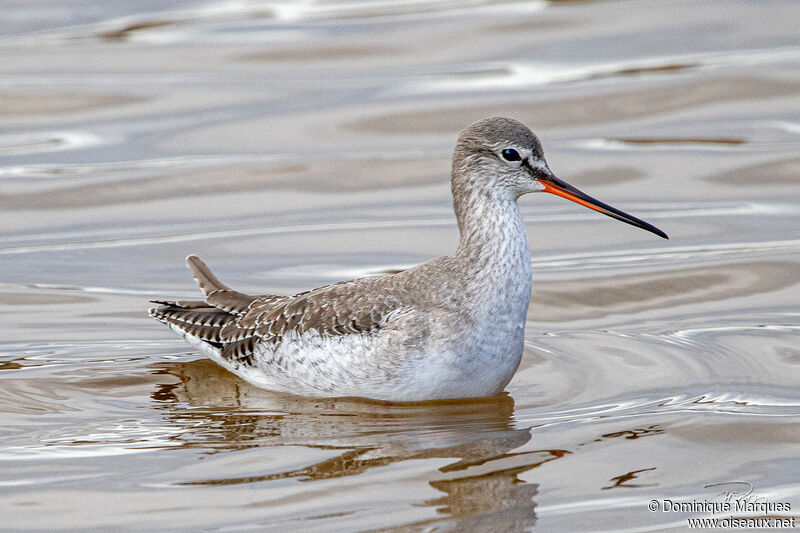 Spotted Redshankadult post breeding, identification