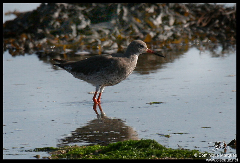 Common Redshankadult, identification