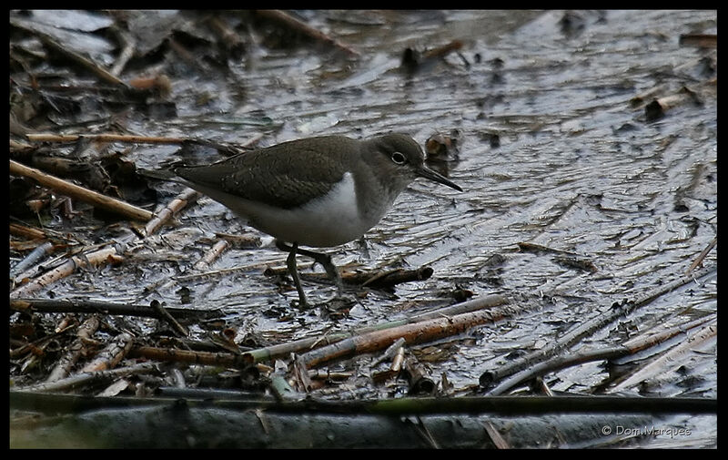 Chevalier guignetteadulte, identification