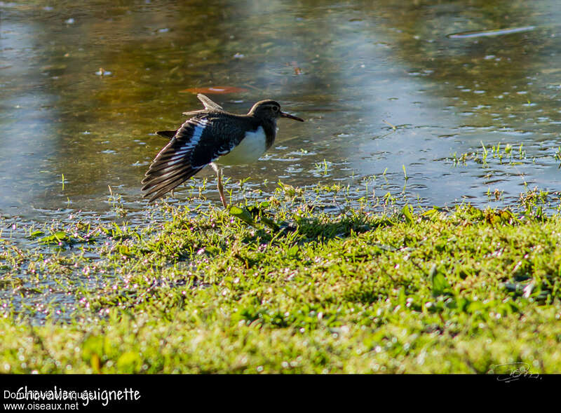 Common Sandpiperadult, Behaviour