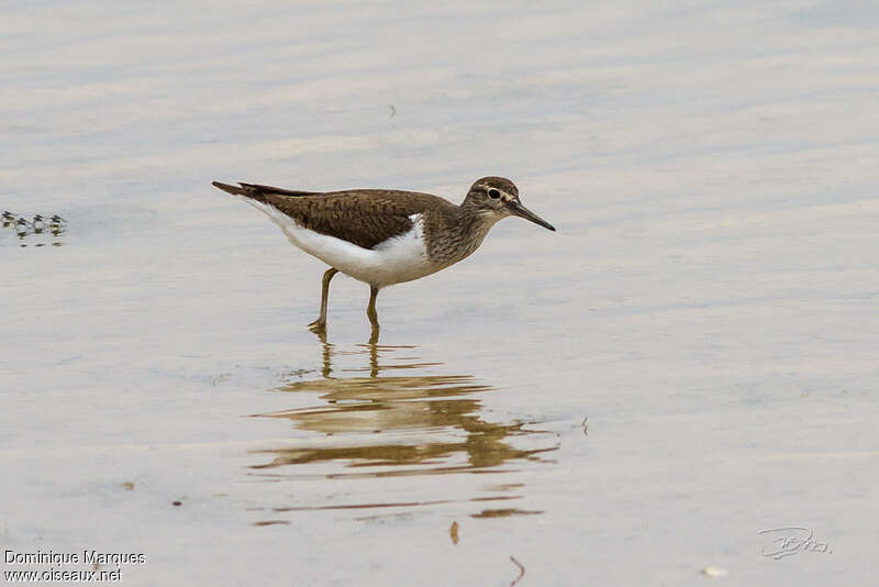 Common Sandpiperadult transition, identification