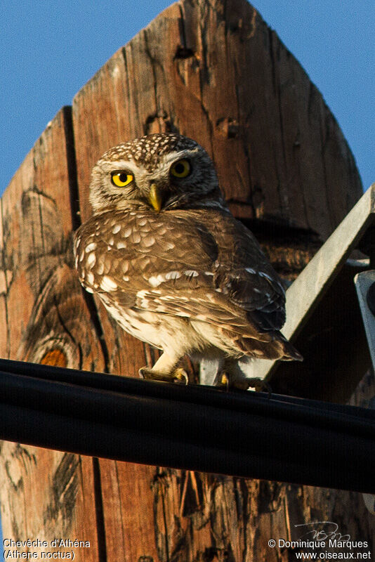 Little Owl