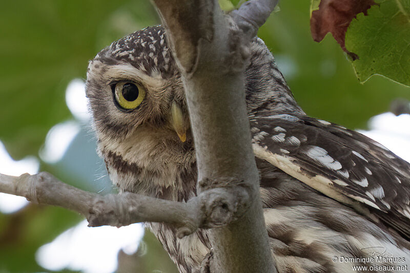 Little Owladult, close-up portrait