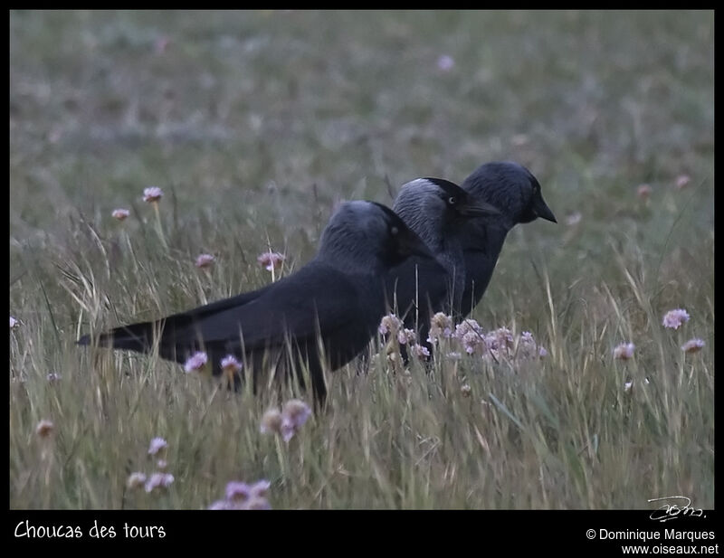 Western Jackdaw, identification