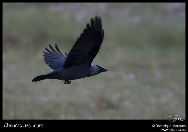 Western Jackdawadult, Flight