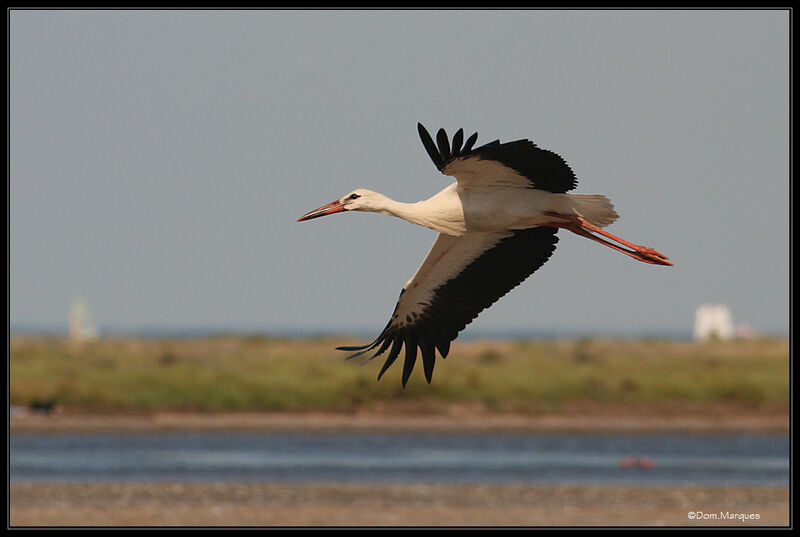 White Stork