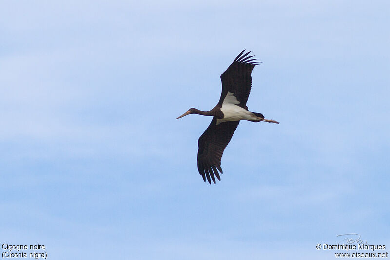 Cigogne noirejuvénile, identification