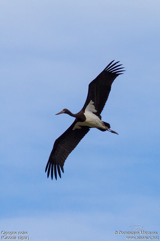 Cigogne noirejuvénile, Vol