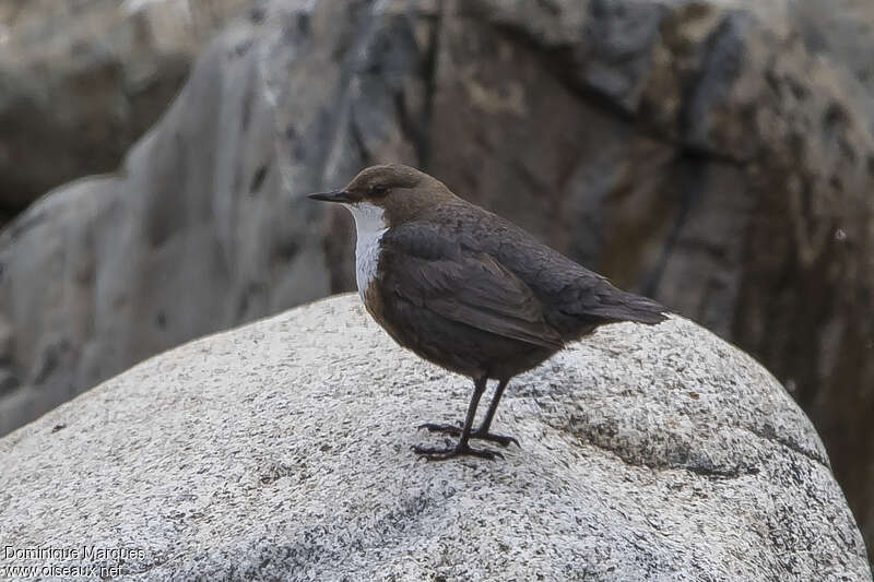 White-throated Dipperadult, identification